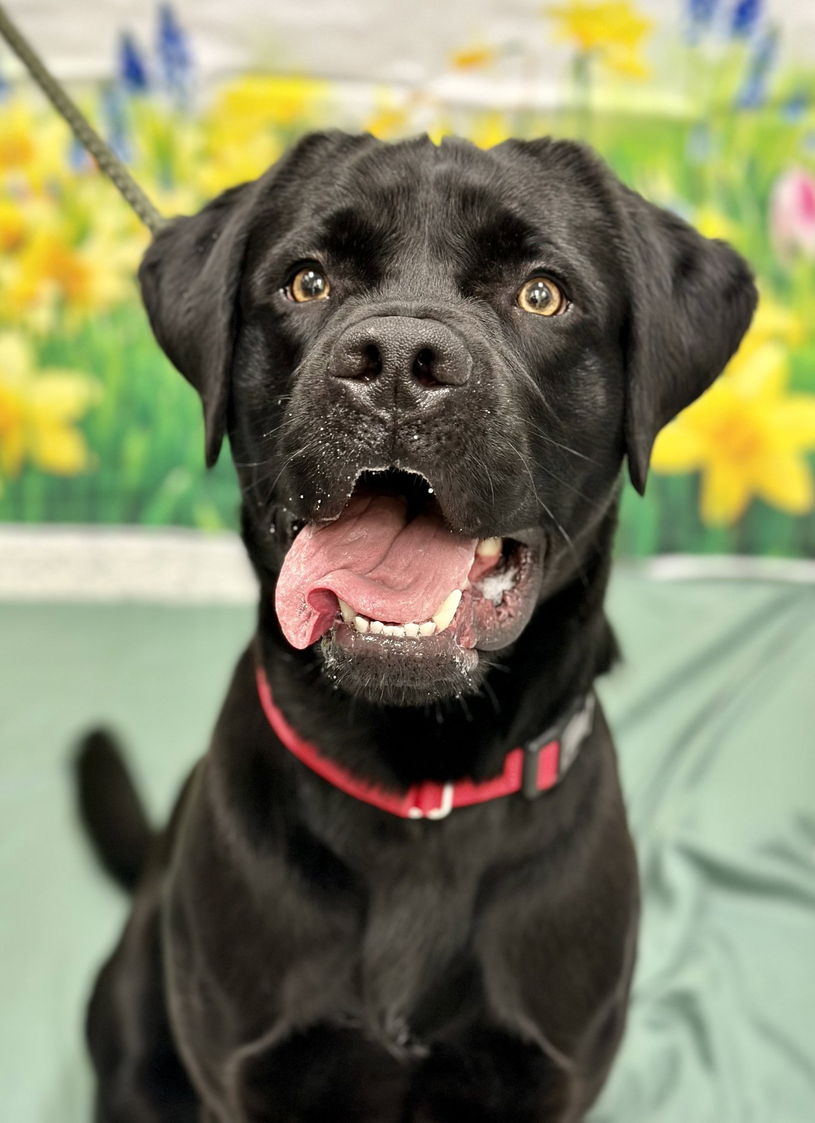 Mastiff
