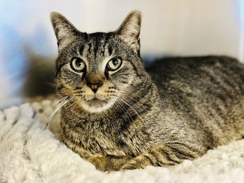 Simba, Senior Domestic Short Hair (short coat), cat for adoption in Atlantic City, New Jersey