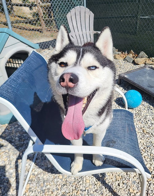 Captain, an adoptable Siberian Husky in Manahawkin, NJ
