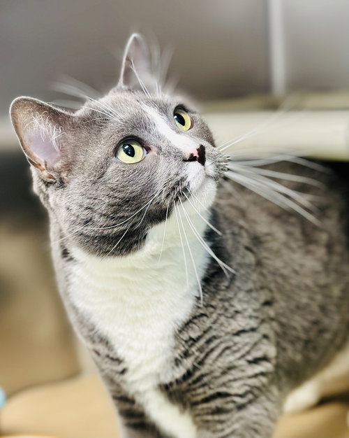 Kitana, an adoptable Domestic Short Hair in Manahawkin, NJ