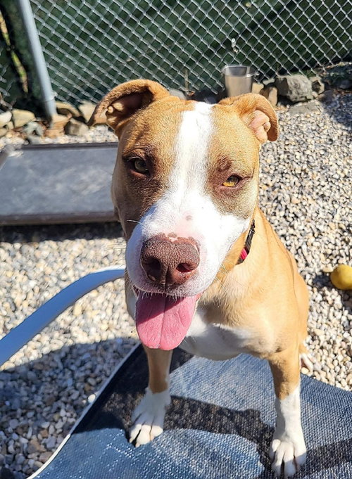 Ernie, an adoptable Bulldog in Manahawkin, NJ