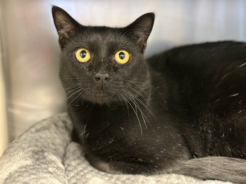 Oliver, Adult Domestic Short Hair (short coat), cat for adoption in Atlantic City, New Jersey