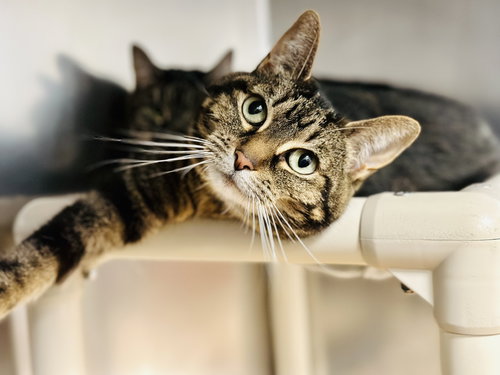 Rosie, an adoptable Domestic Short Hair in Manahawkin, NJ