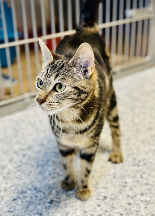 Pepper, Young Domestic Short Hair (short coat), cat for adoption in Atlantic City, New Jersey