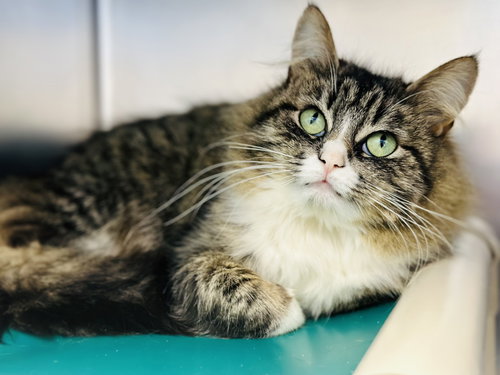 Farah, an adoptable Domestic Medium Hair in Manahawkin, NJ