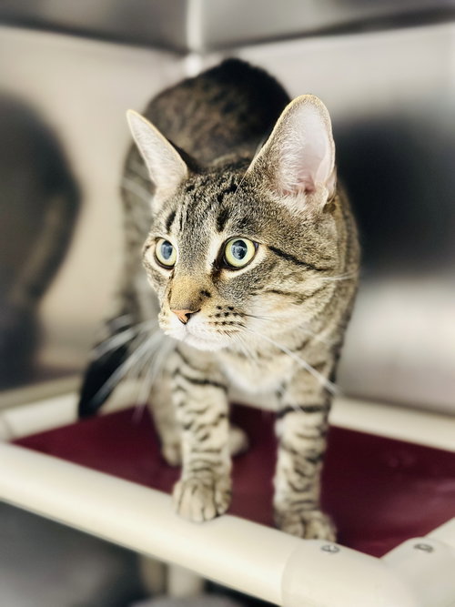 Doodle, an adoptable Domestic Short Hair in Manahawkin, NJ