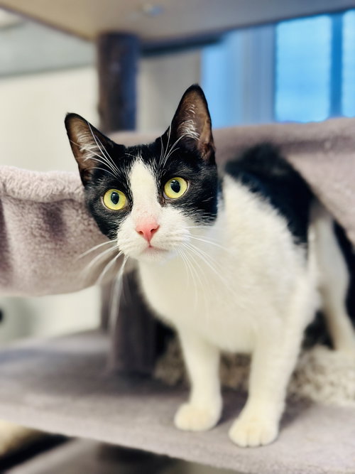 Maple, an adoptable Domestic Short Hair in Manahawkin, NJ