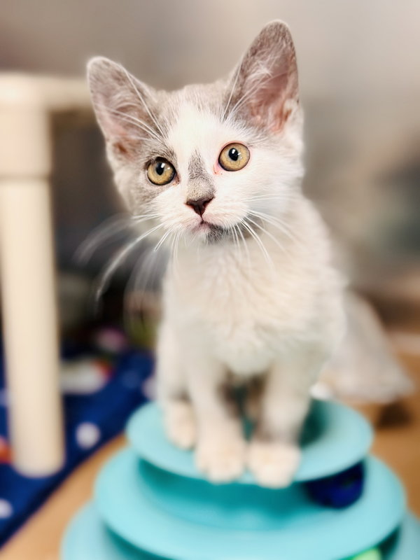 Cocoa