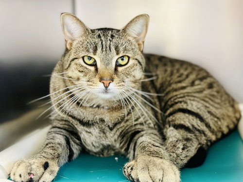 Glitter, an adoptable Domestic Short Hair in Manahawkin, NJ