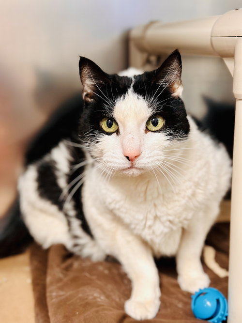 Katy, an adoptable Domestic Short Hair in Manahawkin, NJ