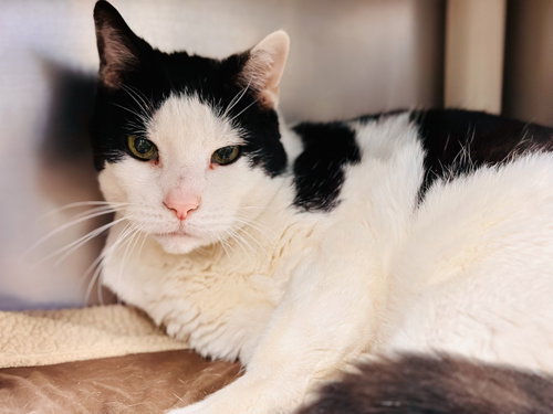 Leo, an adoptable Domestic Short Hair in Manahawkin, NJ