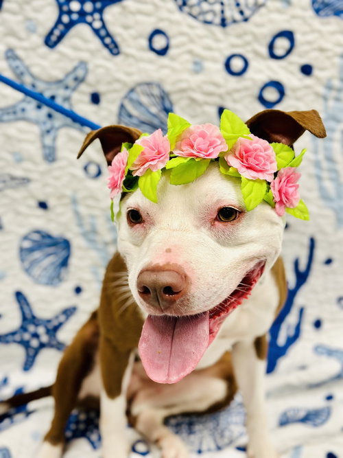 Seraphina, an adoptable Pit Bull Terrier in Manahawkin, NJ
