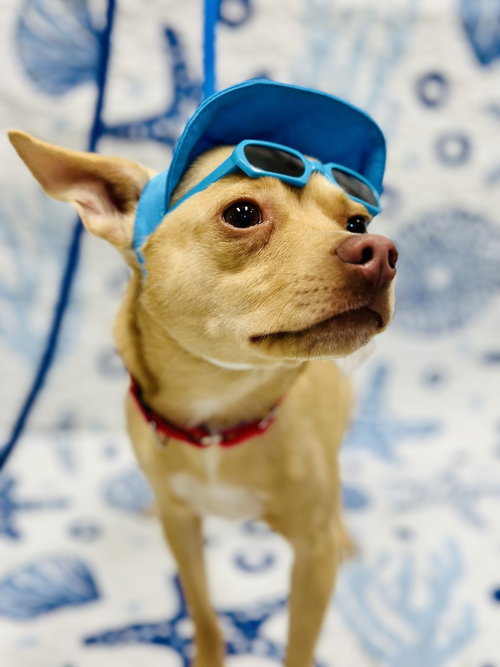 Guerro, an adoptable Chihuahua in Manahawkin, NJ