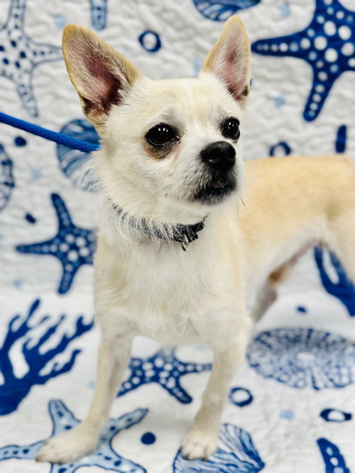 Junior, an adoptable Chihuahua in Manahawkin, NJ