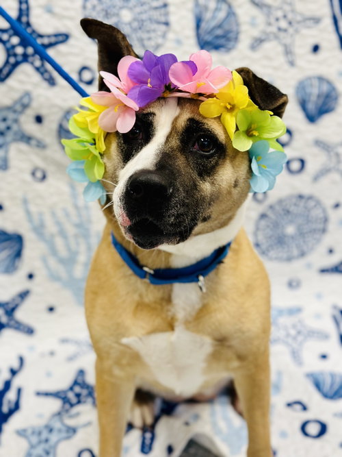 Hazel photo 3