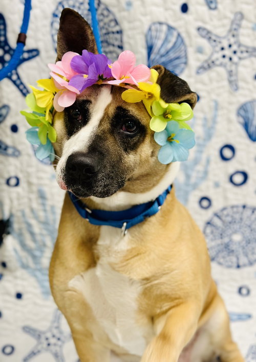 Hazel photo 4