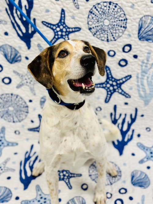 Gizmo, an adoptable Hound in Manahawkin, NJ