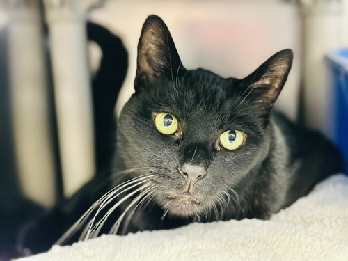 Gino, an adoptable Domestic Short Hair in Manahawkin, NJ