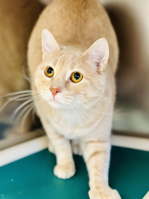 Buffy, an adoptable Domestic Short Hair in Manahawkin, NJ