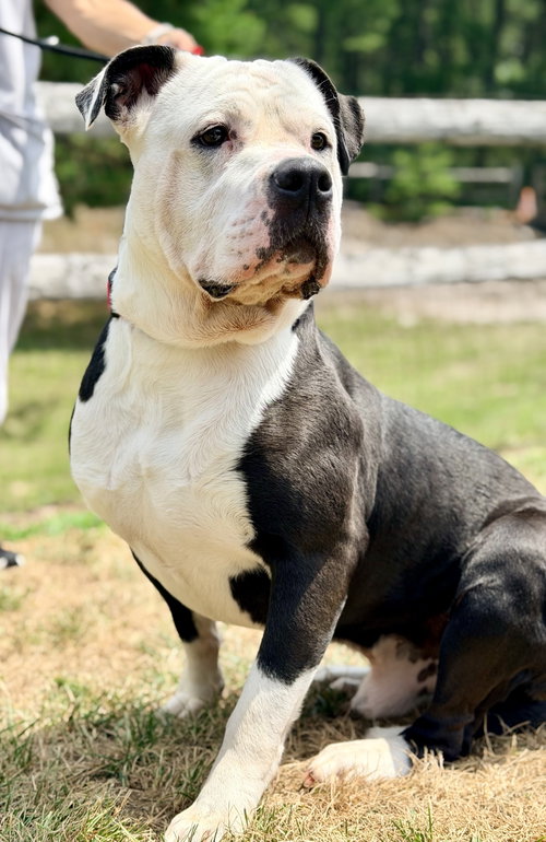 Gordo, an adoptable American Bulldog in Manahawkin, NJ