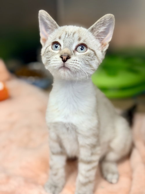 Penny, an adoptable Siamese in Manahawkin, NJ