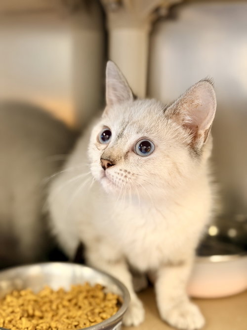 Koko, an adoptable Siamese in Manahawkin, NJ