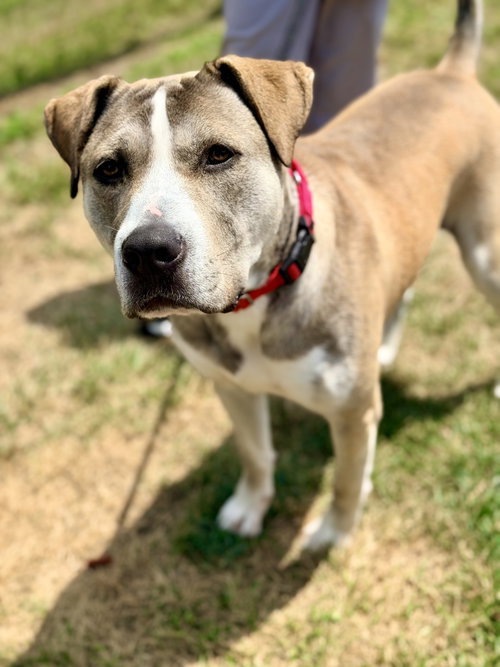 Parker, an adoptable Terrier in Manahawkin, NJ