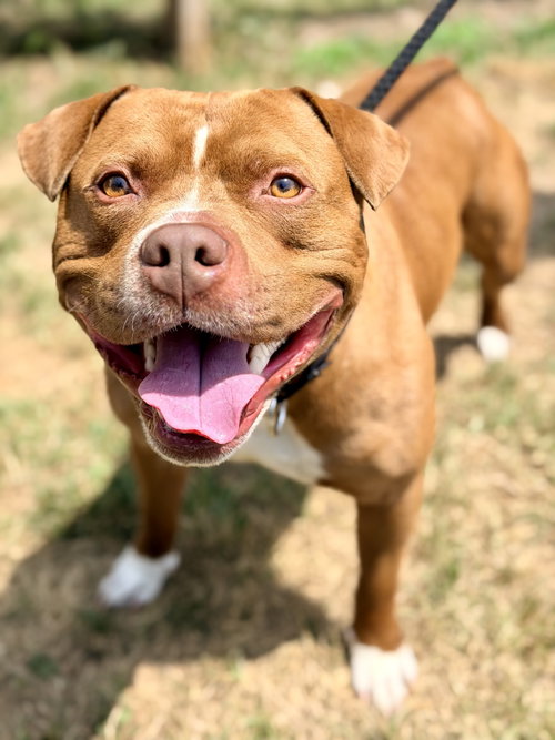 Max, an adoptable Pit Bull Terrier in Manahawkin, NJ