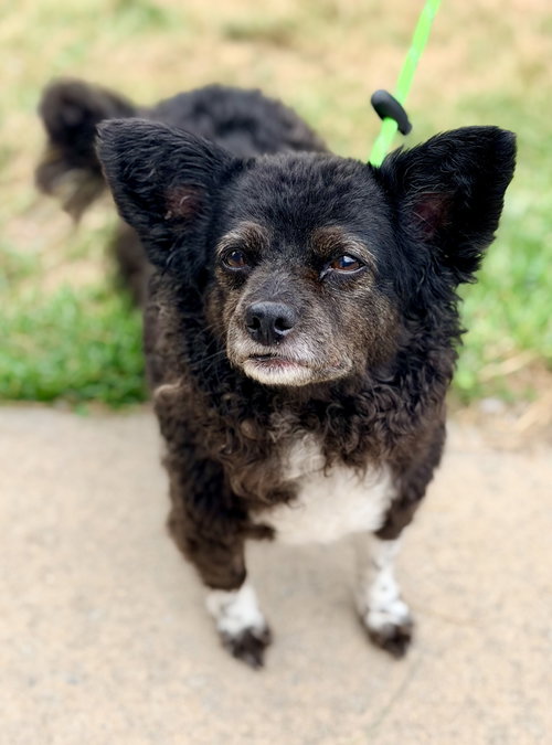 Flanna, an adoptable Pomeranian in Manahawkin, NJ
