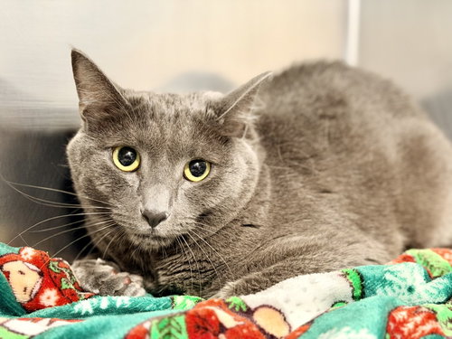 Bandit, a cat for adoption from Southern Ocean County Animal Facility