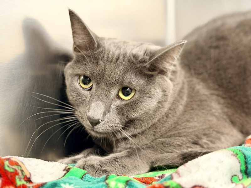 Bandit, photo 2