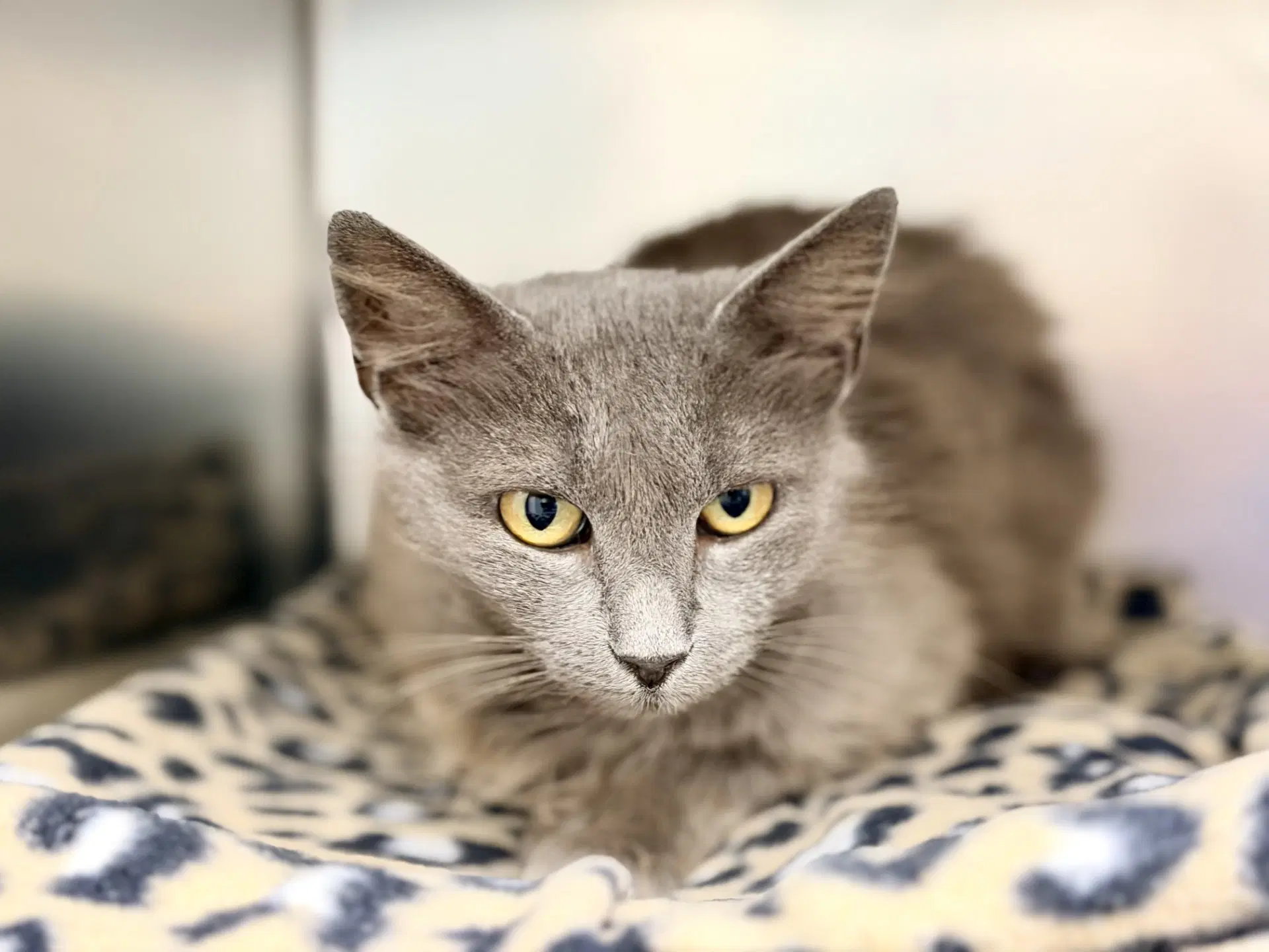 Nadine - Domestic Medium Hair