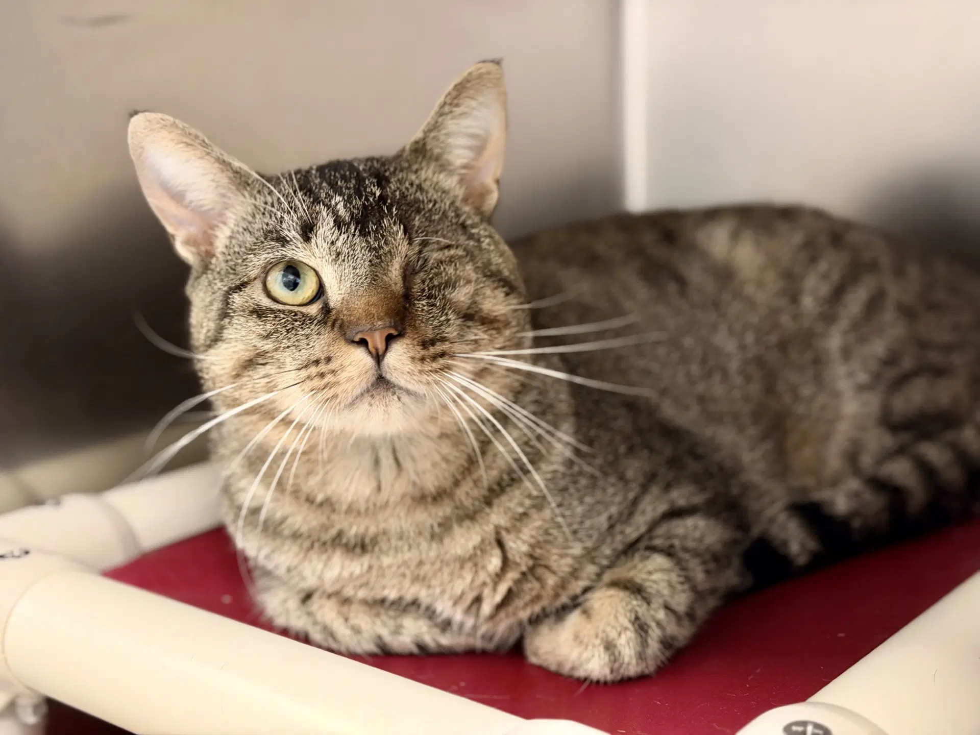 Brody - Domestic Short Hair