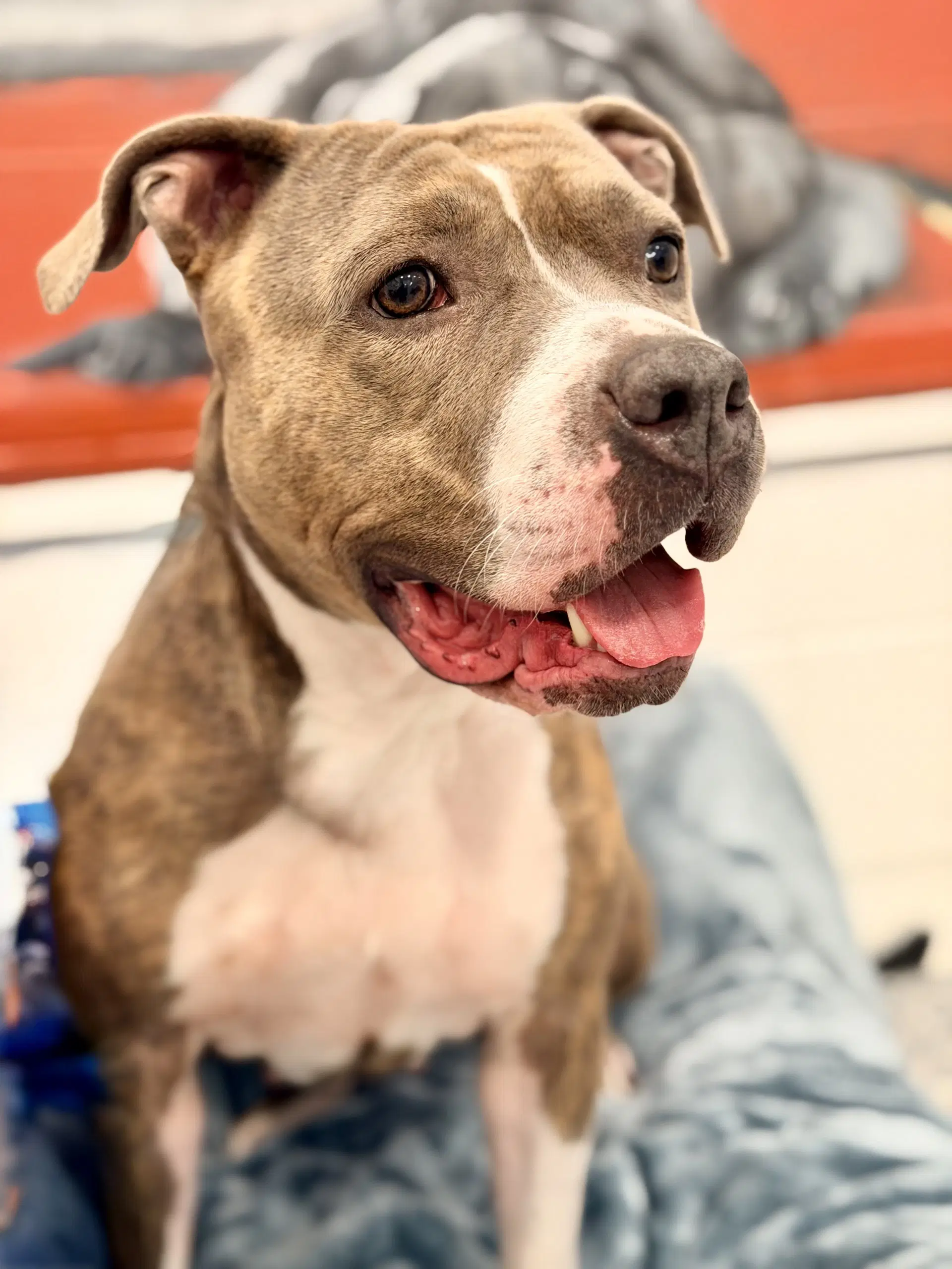 Princess - Pit Bull Terrier