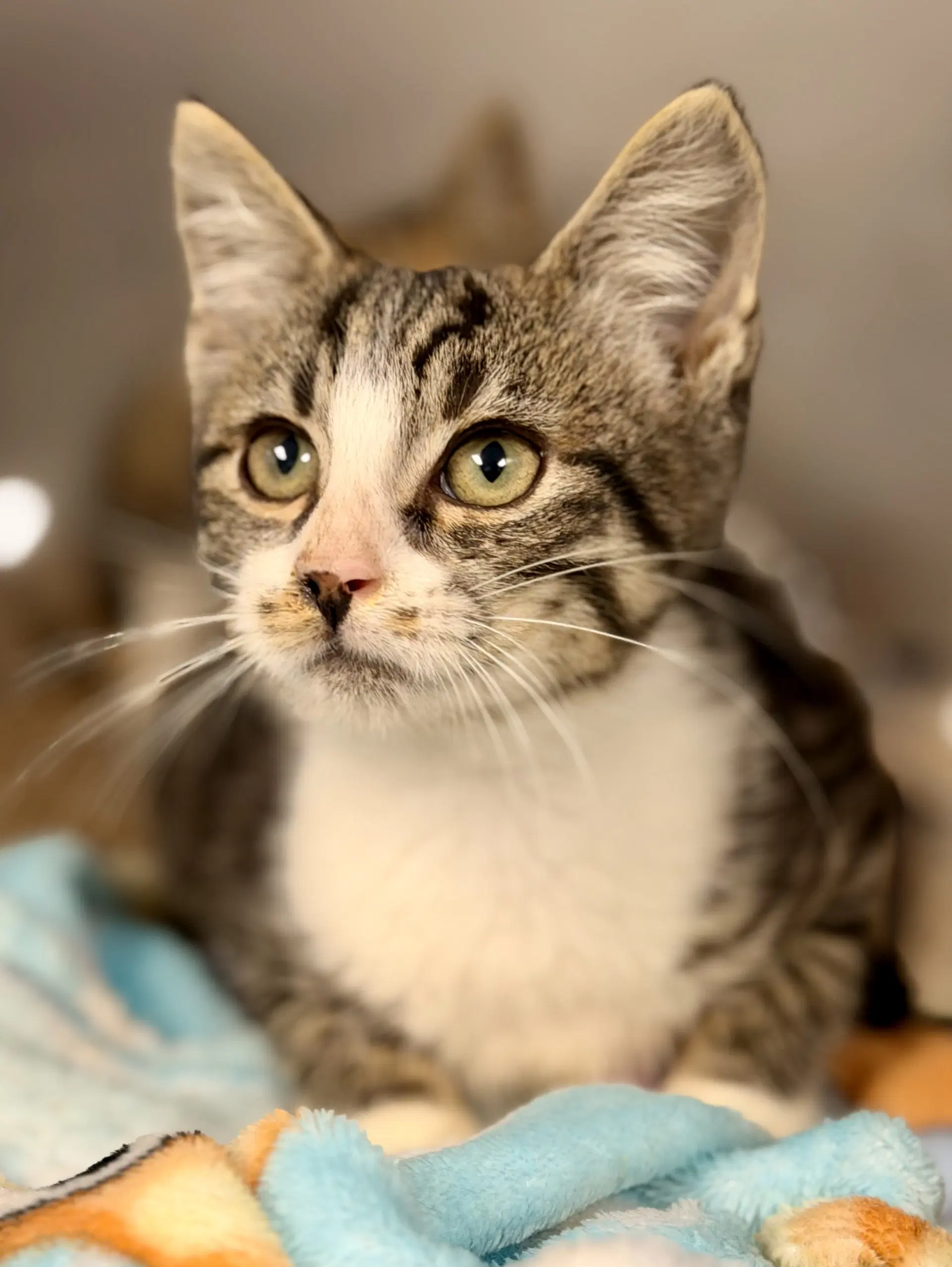 Percy - Domestic Short Hair