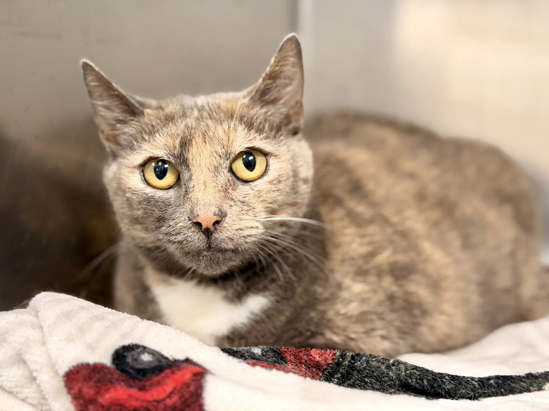 Cynthia - Domestic Short Hair