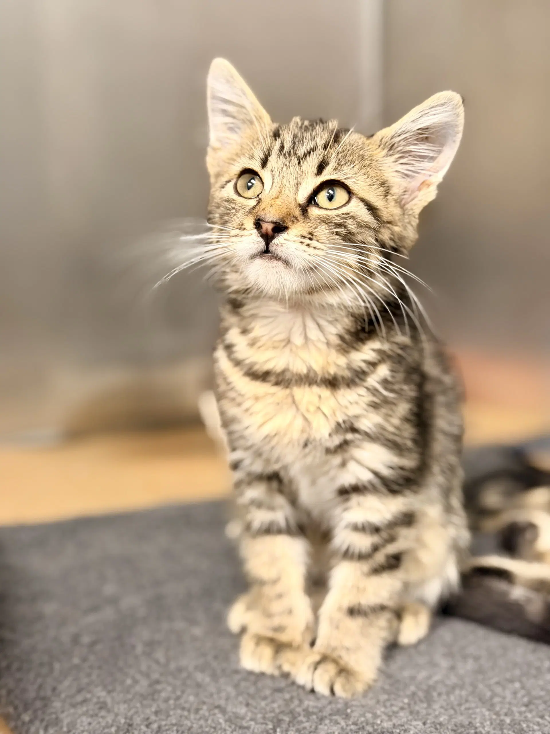 Hank - Domestic Short Hair