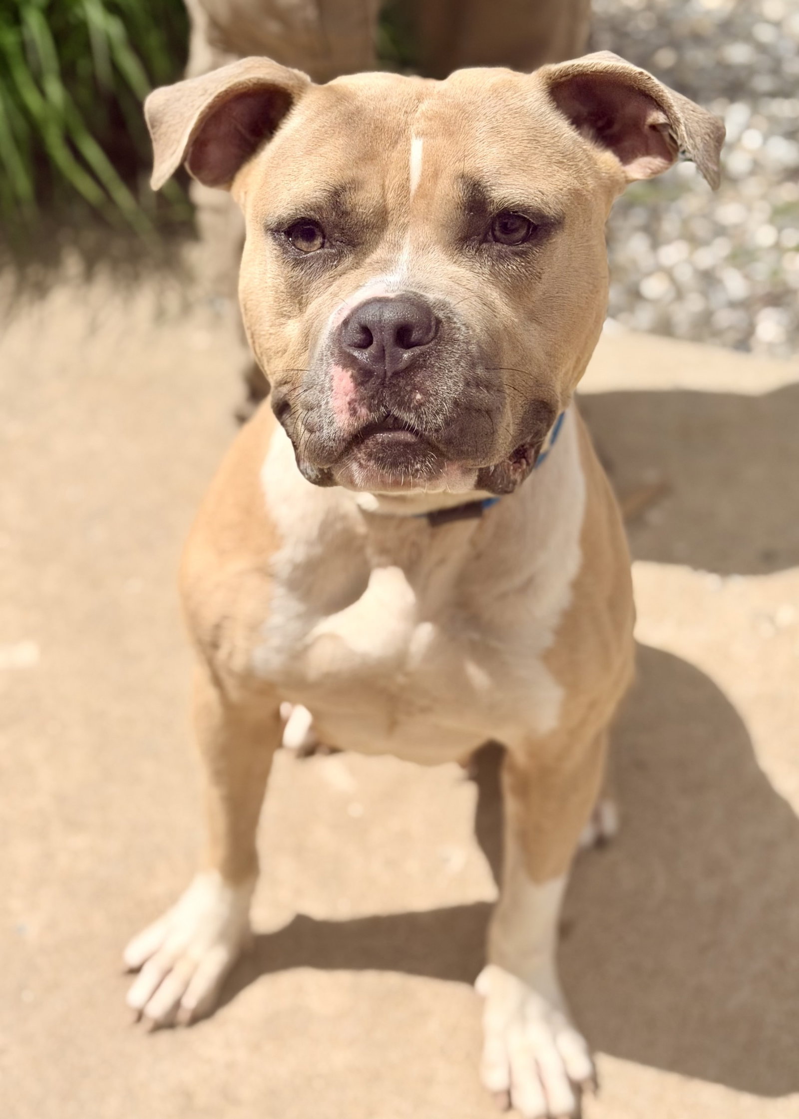 Mia, dog — photo 1 of 2