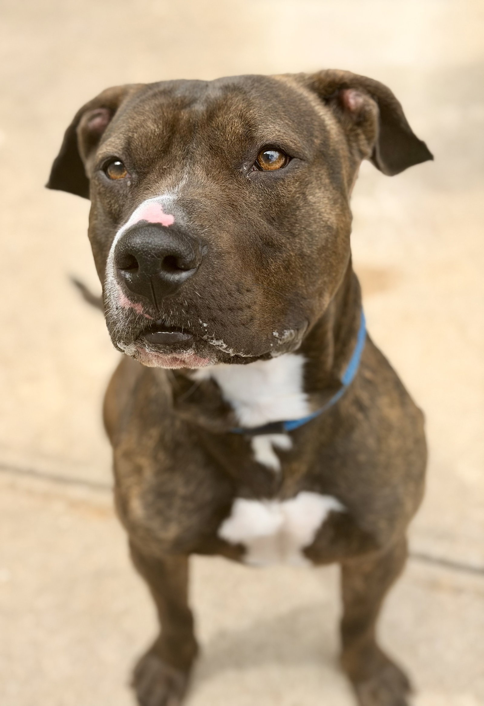 Ares, dog — photo 1 of 2