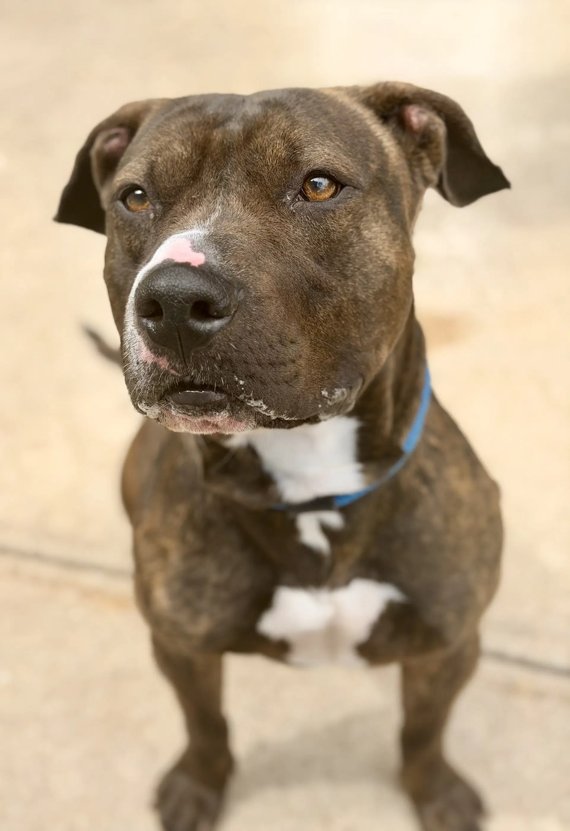 Ares - Pit Bull Terrier