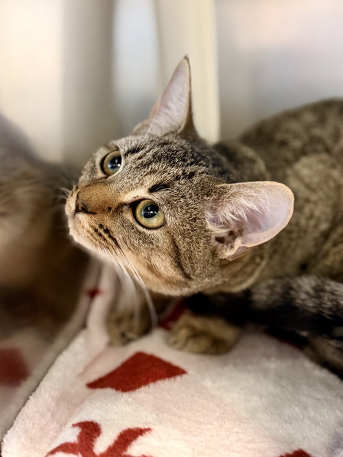 Cookie, a cat for adoption from Southern Ocean County Animal Facility