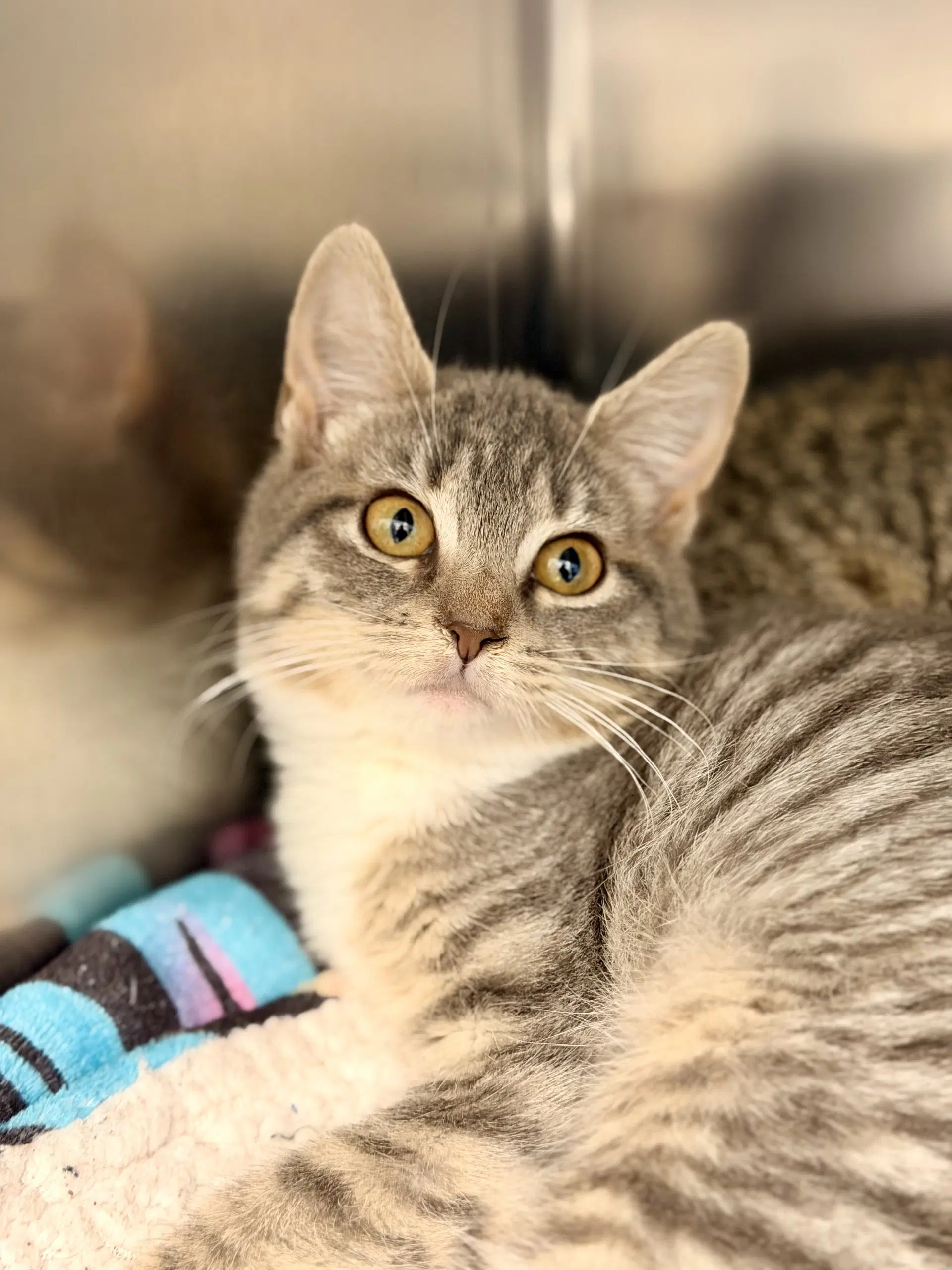 Cozy - Domestic Short Hair