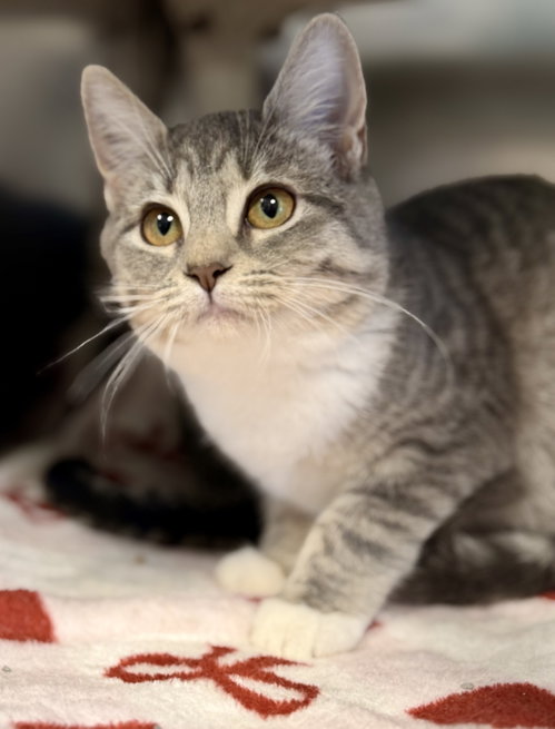 Cozy, a cat for adoption from Southern Ocean County Animal Facility
