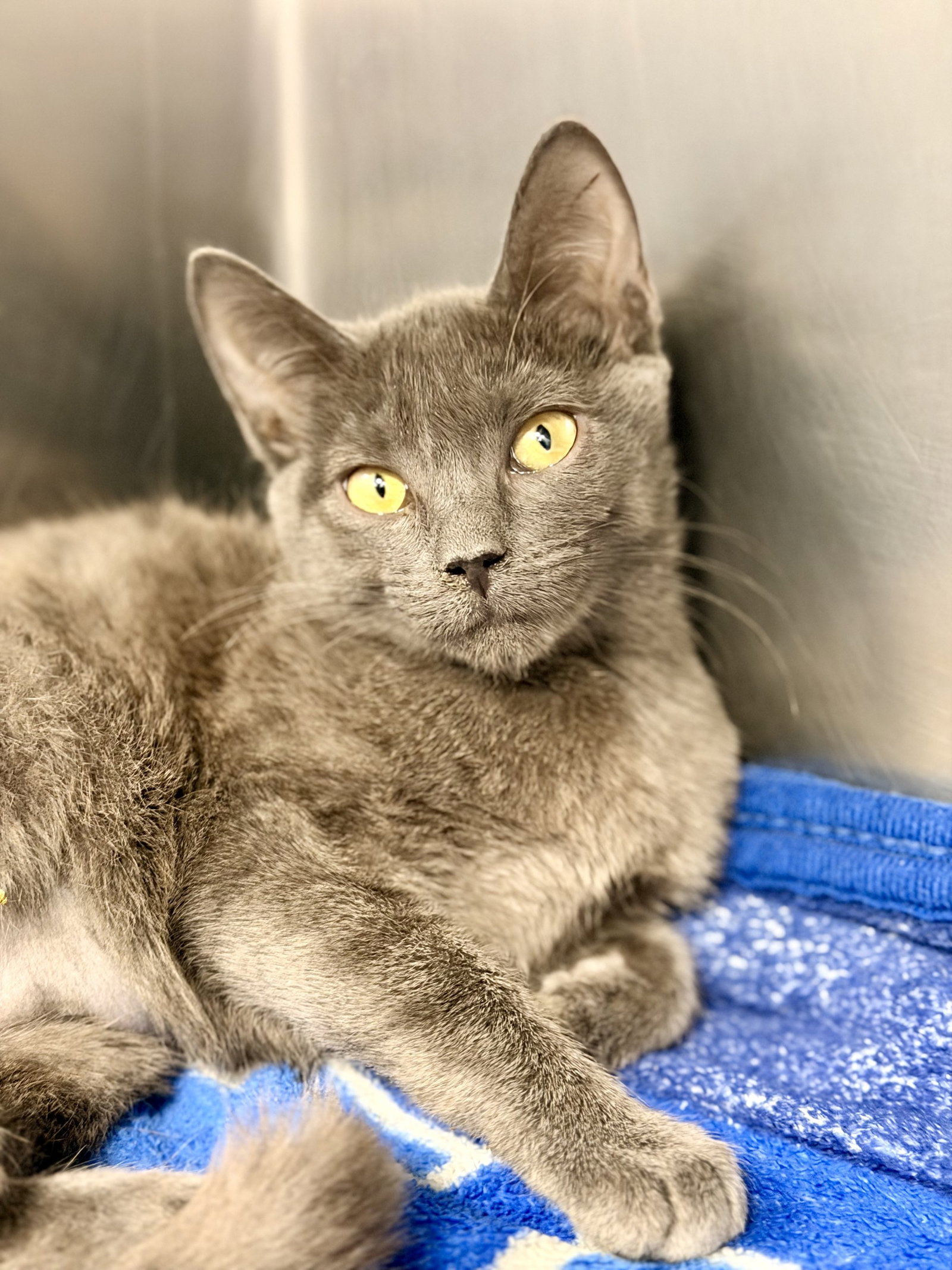 Betsy, cat — photo 1 of 2