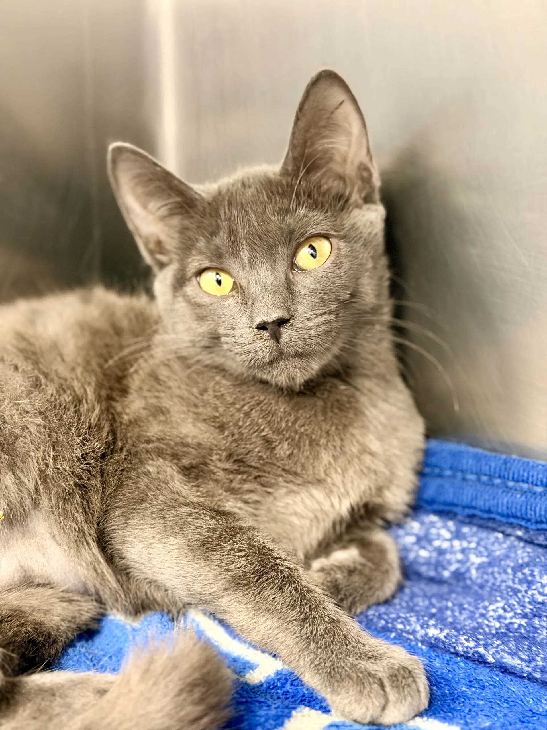 Betsy - Domestic Short Hair