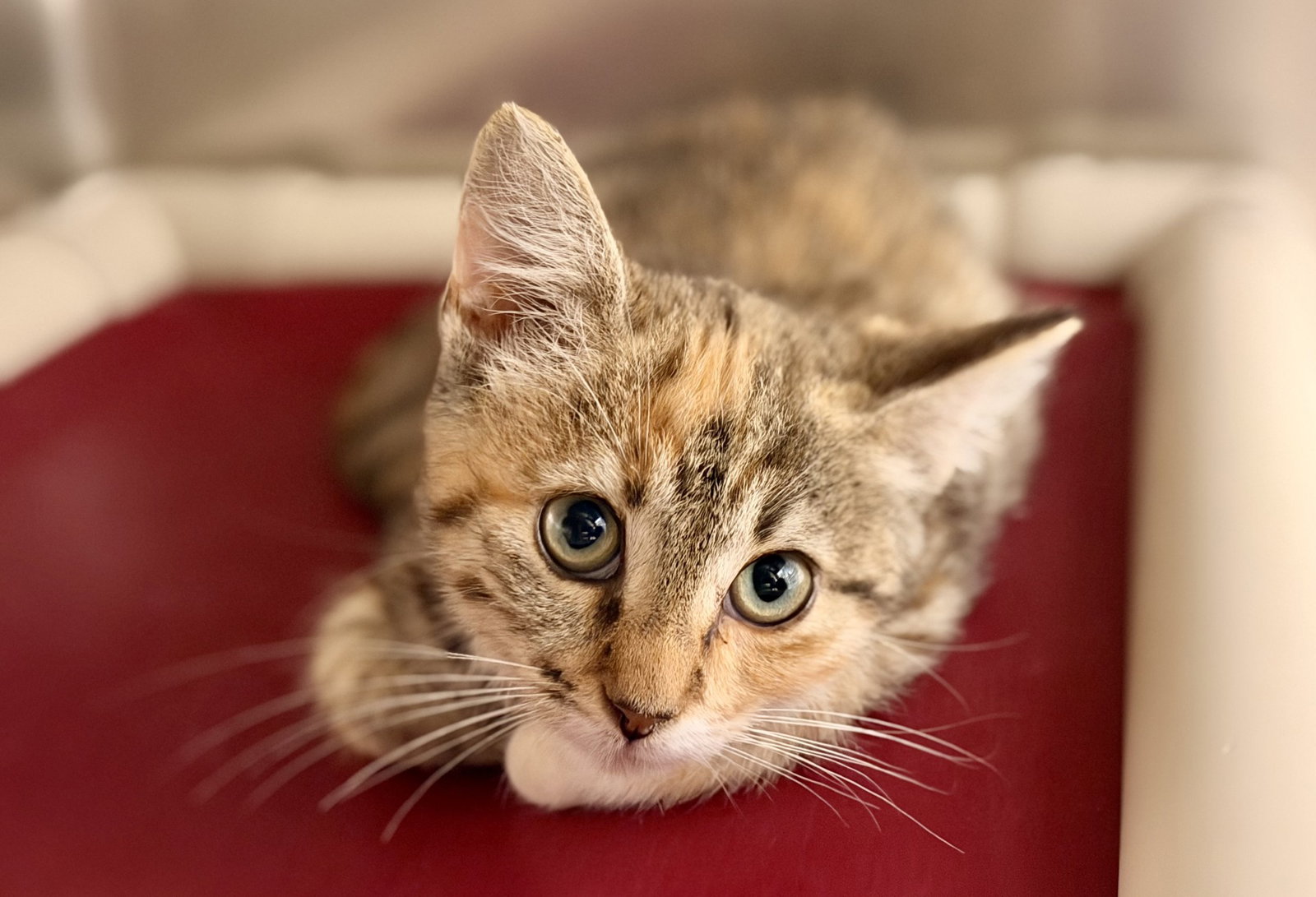 Vicky, cat — photo 1 of 2