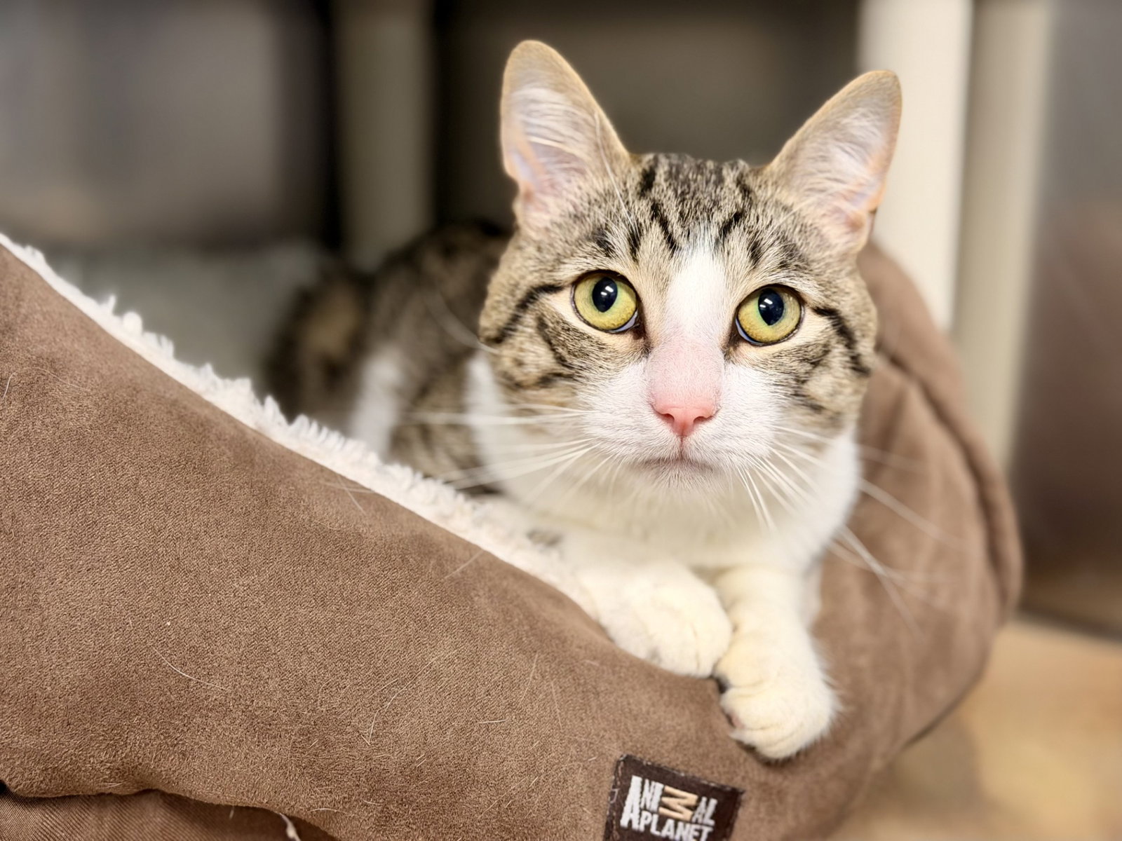 Daryl, cat — photo 1 of 2