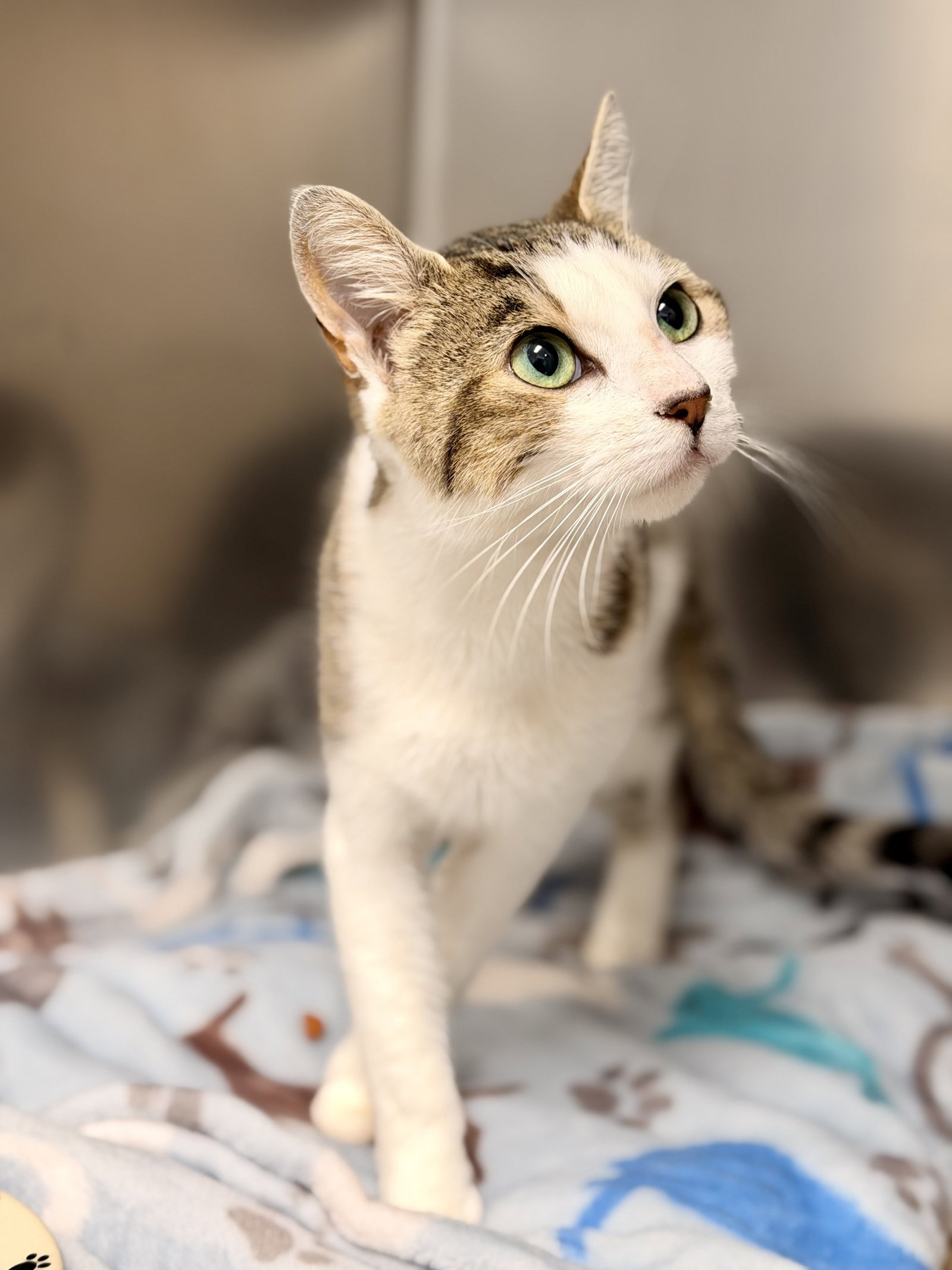 Darla, cat — photo 1 of 2