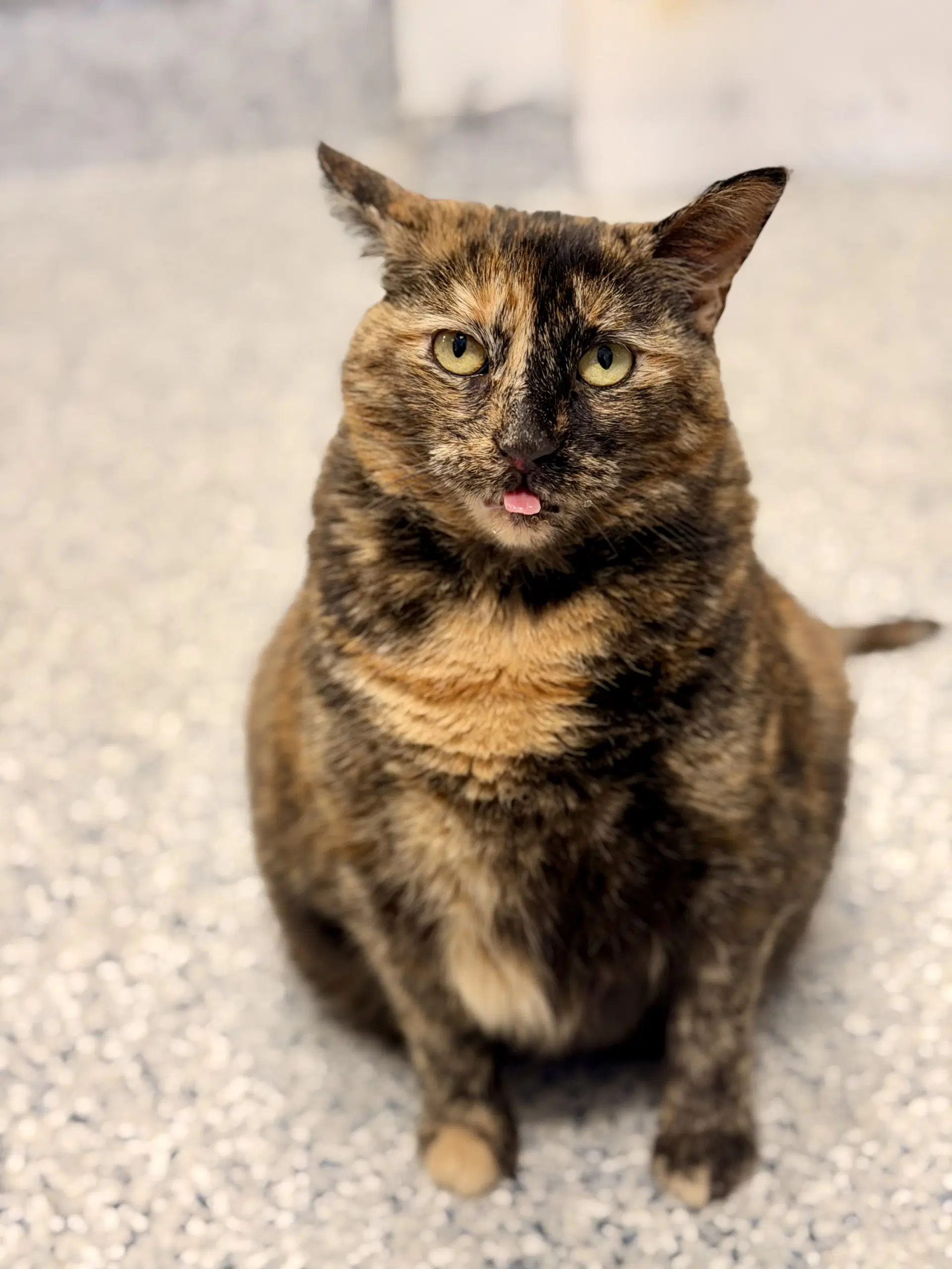 Hazel - Domestic Short Hair