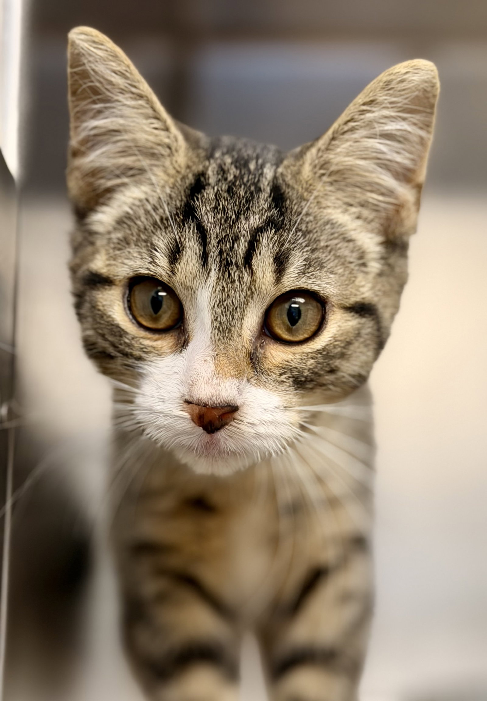 Cassie, cat — photo 1 of 3